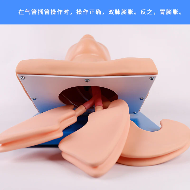 Intubation Model Human Trachea Teaching Training Model PVC With Teeth - Image 3